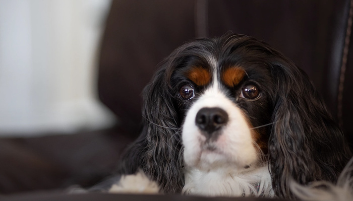 Is This Canon's Best Value 85mm Lens?