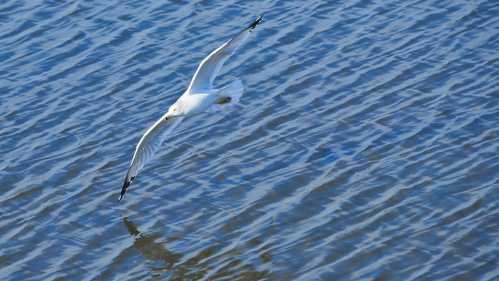 Three Months With the Nikon Z 6II, Part Two of Three: Chasing Birds and Wildlife