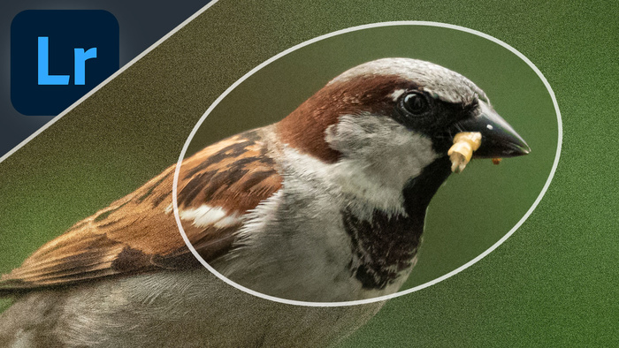 Eliminate High ISO Noise Fast With Lightroom
