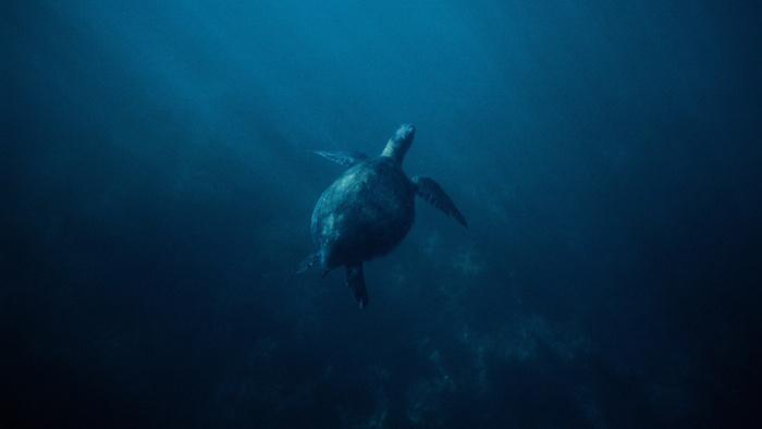 Surf and Underwater Photography on Film: An Interview With Megan Barrett