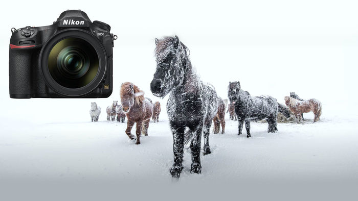 What's It Like Photographing Icelandic Horses in a Snowstorm