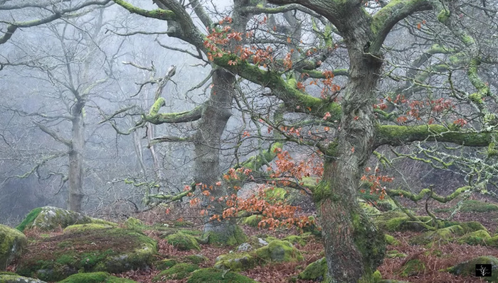 How to Compose Woodland Photographs