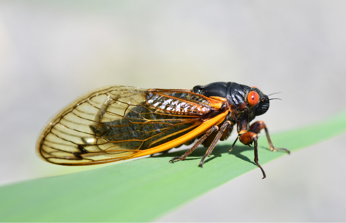 Photographers Should Put This on Their Calendar Right Now: The Brood X Cicada Storm in Eastern U.S.