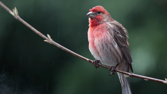 Tips for Wildlife Photography in the Rain