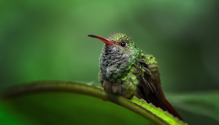 8 Helpful Tips for Photographing Hummingbirds
