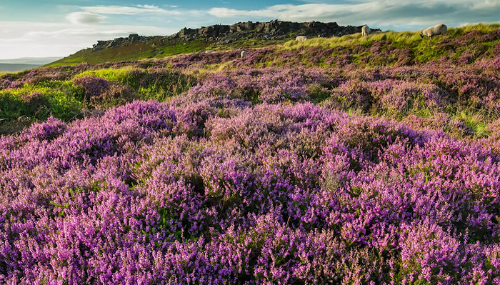 A Guide To When To Use Focus Stacking and How To Do It