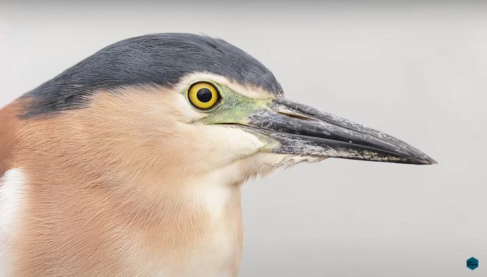 Bird Photography With the Canon EOS R5