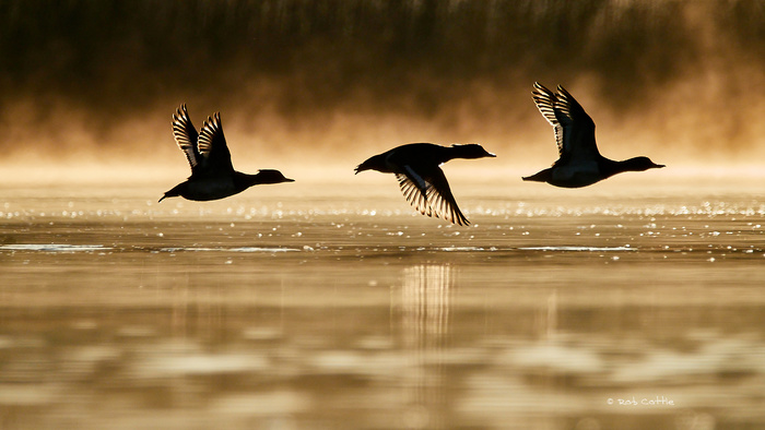 How Technology Is Revolutionizing Wildlife Photography